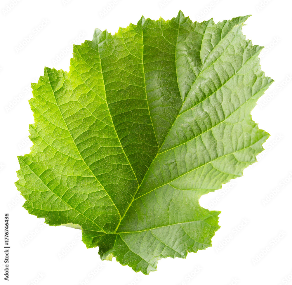 Fototapeta premium Hazelnut leaves isolated on white background