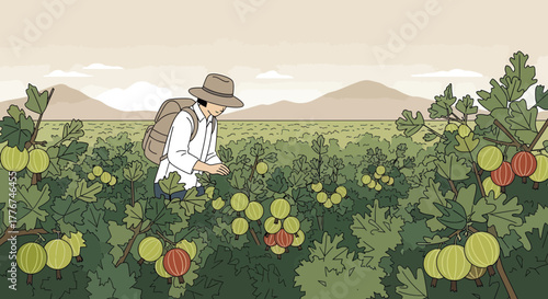 Farmer Harvesting Berries in Field, A Rural Scene of Agricultural Activity