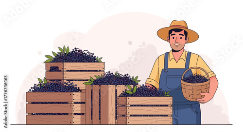 Farmer Harvesting Berries in Crates, Representing Fresh Produce and Agriculture