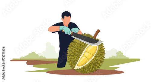 Fresh Durian Fruit Being Cut With Machete By The Person in The Garden In Vector