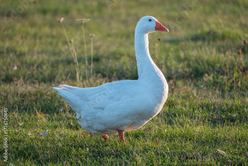 white goose on the grass