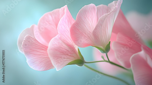 Delicate soft focus close up of pale pink sweet pea flowers with a dreamy pastel blue background