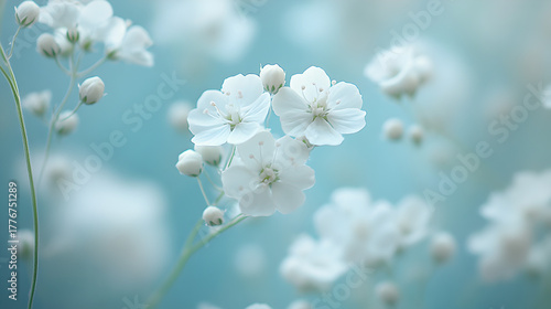 Soft focus delicate white flowers blooming against a dreamy hazy blue background ethereal and airy floral beauty