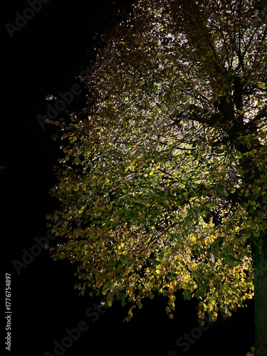 Green tree in the dark.