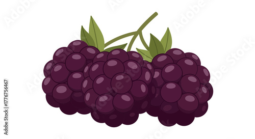 Fresh, Vibrant Illustration Of Juicy Blackberries on a White Background