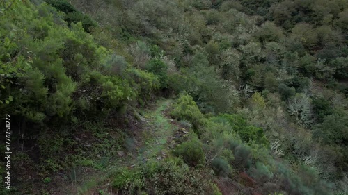 Aerial Over Dark Path Into Deep Atlantic Autumn Forest -1978