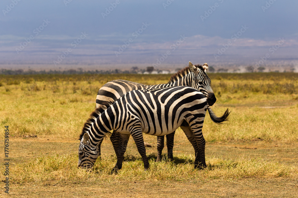 Fototapeta premium Amboseli National Park, Kenya: Plains Zebras Grazing Peacefully on the Savanna