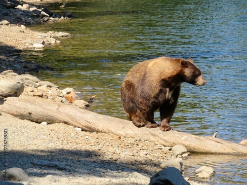 California black bear at the lake