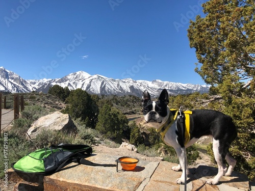 hiking dog in the mountains