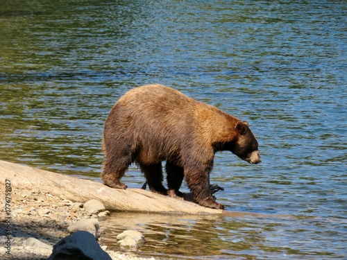 Bear on the lake shore