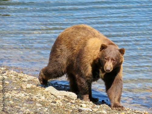 black bear on the lakeshore