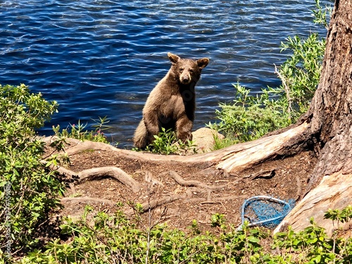 bear cub in lake