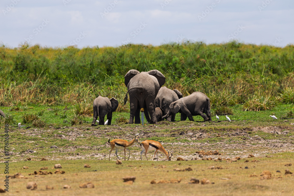 Fototapeta premium Amboseli National Park, Kenya: Elephant Family, Gazelles, and Egrets Coexisting on the Savanna