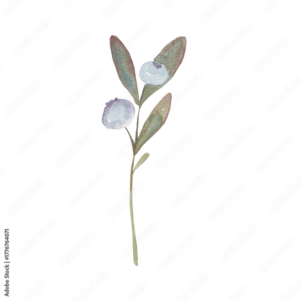 Obraz premium A blueberry branch painted in watercolor on a white background.