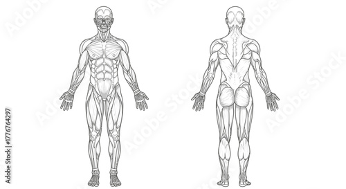 Anatomical line drawing illustration of the human muscular system from anterior and posterior views.