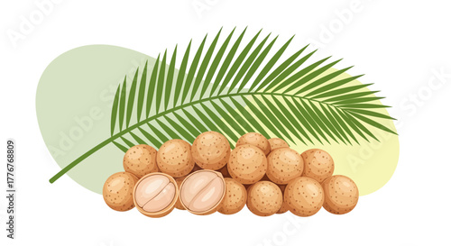 Freshly Gathered Longan Fruit Pile Alongside A Palm Leaf Botanical Illustration