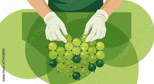 Freshly Harvested Gooseberries Arranged with Care, Ready for Edible Delights or Treats
