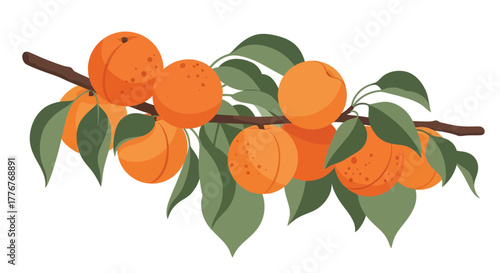 Freshly Harvested Ripe Apricots Hanging from a Branch with Lush Greenery Illustration
