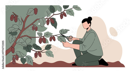 Harvesting Berries: A Person Cutting Branches From A Mulberry Tree With Scissors