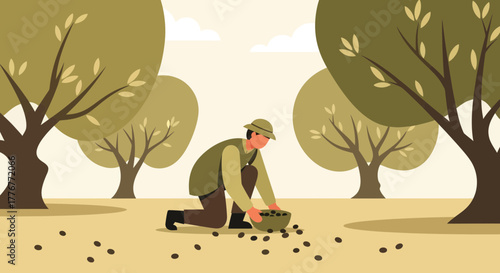 Harvesting Olives: A Serene Scene of Labor Amidst The Olive Trees