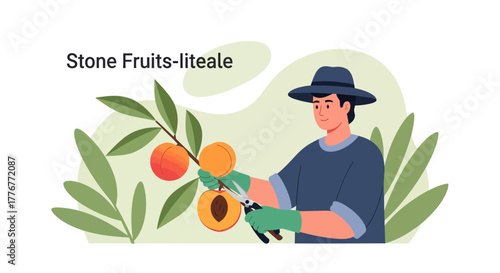 Harvesting Peaches: A Gardener Tends Ripe Stone Fruits in a Natural Orchard Scene