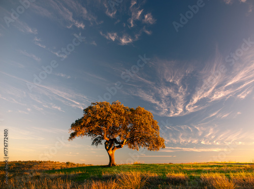 Sobreiro ao amanhecer