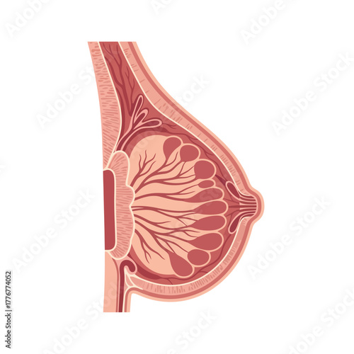 Detailed breast anatomy illustration for medical education highlighting mammary glands, ducts, and tissue structure, ideal for textbooks, presentations, and health awareness campaigns