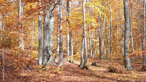As leaves fall in the wind in the autumn forest
