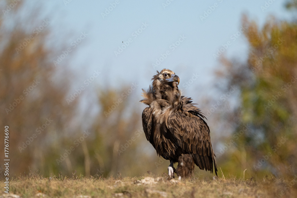 Fototapeta premium Black vulture Aegypius monachus, in its natural environment