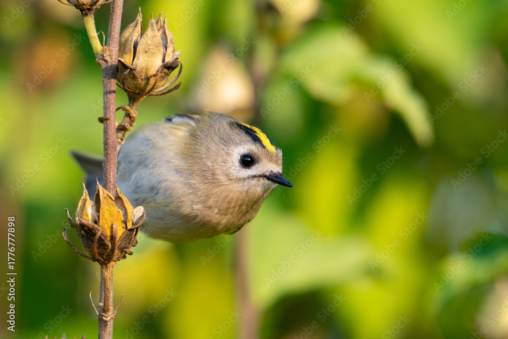 Obraz premium Goldcrest, regulus regulus, golden-crested kinglet. The smallest bird in Eurasia