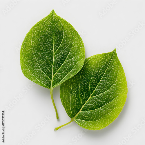 Two vibrant green hydrangea leaves with detailed veins and a subtle shimmer against a clean light gray background representing nature s beauty and freshness