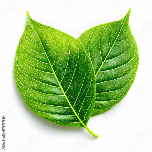 Two vibrant green leaves with detailed veins and a subtle dewdrop texture isolated on a clean white background