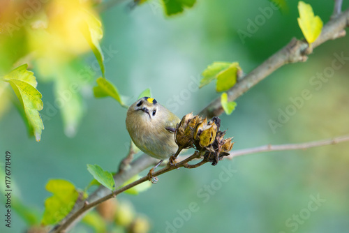 Goldcrest, regulus regulus, golden-crested kinglet. The smallest bird in Eurasia