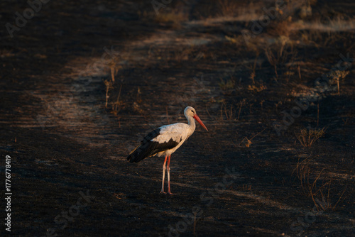 White Stork Ciconia ciconia stand scorched field, in the wild.