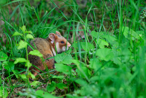 European Hamster Cricetus cricetus hiding in the grass.