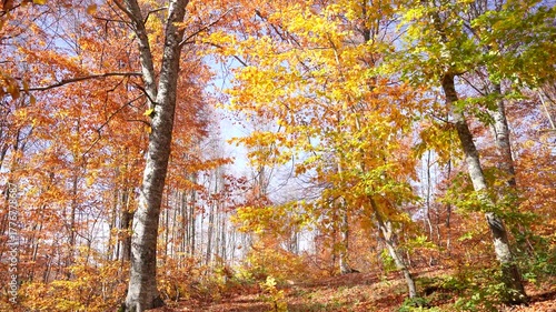 As leaves fall in the wind in the autumn forest