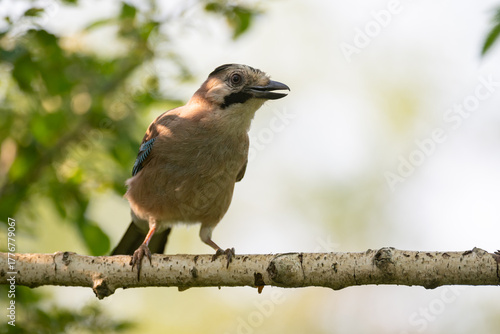 Eurasian jay Garrulus glandarius in the wild