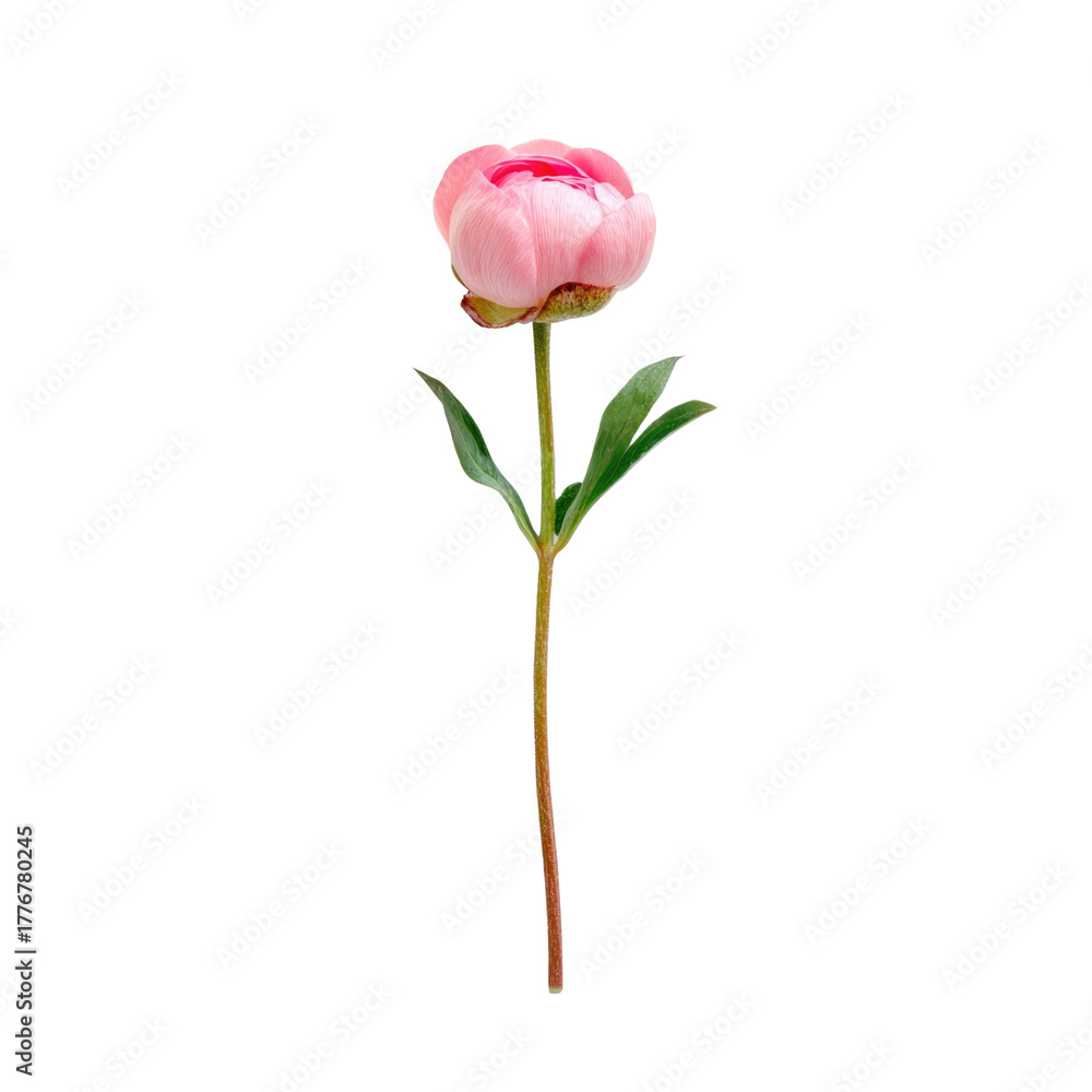 Obraz premium A vibrant pink peony bud on a long stem with green leaves, isolated against a solid transparent background, signifying nature's elegance. background removed