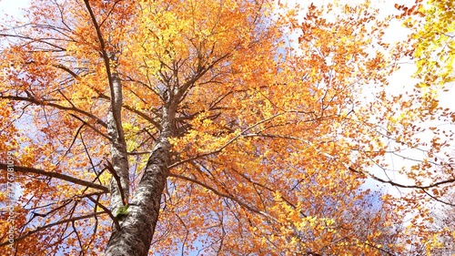 As leaves fall in the wind in the autumn forest