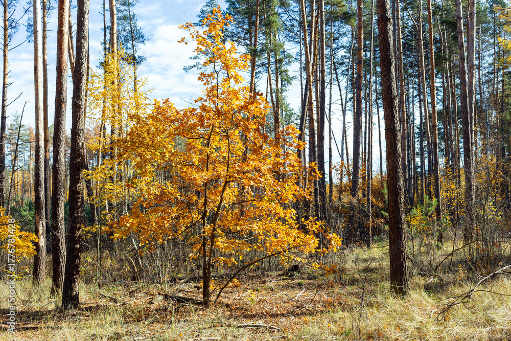 Fototapeta premium Autumn wood landscape