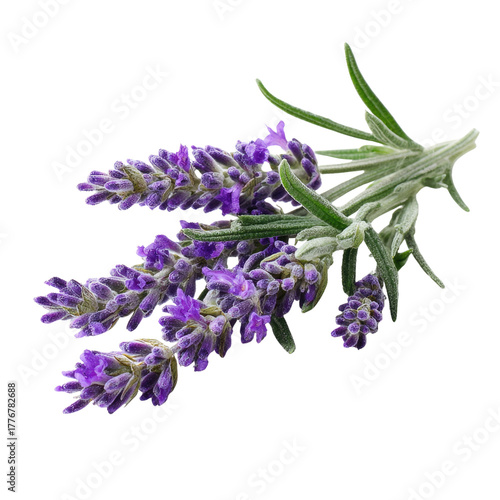 A fresh sprig of vibrant purple lavender flowers with green foliage, perfect for aromatherapy, decoration, or herbal uses. background removed
