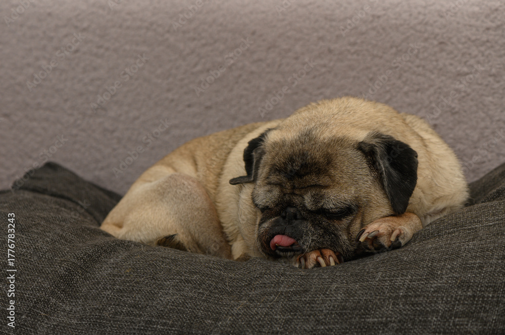 Obraz premium Old Pug Resting on Cozy Sofa