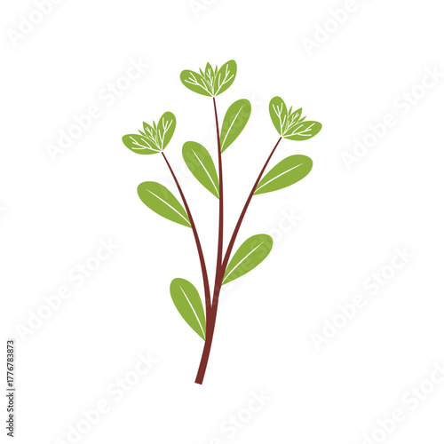 Mistletoe Viscum Branches Illustration