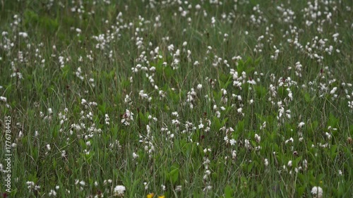 Eriophorum angustifolium, commonly known as common cottongrass or common cottonsedge in a marsh
