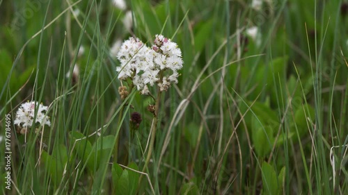 Menyanthes trifoliata, commonly called bog bean, buckbean, or marsh trefoil