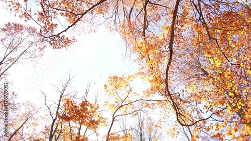 As leaves fall in the wind in the autumn forest