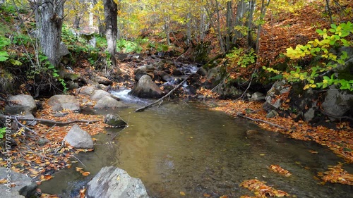 Stream view in the forest