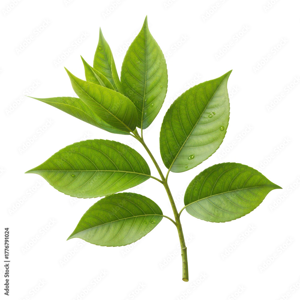 Fototapeta premium Lush green leaves on a branch isolated on transparent background, vibrant foliage