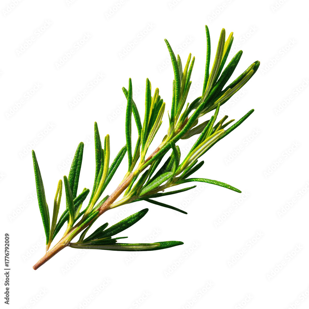 Fototapeta premium A fresh sprig of rosemary with vibrant green needle-like leaves and a visible stem, isolated on a solid transparent background. background removed
