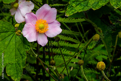 Japanische Herbstanemone wild wachsend in der Natur